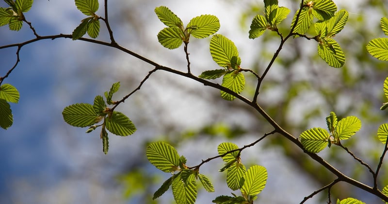 Refus de succession et conséquences : ce que vous risquez vraiment